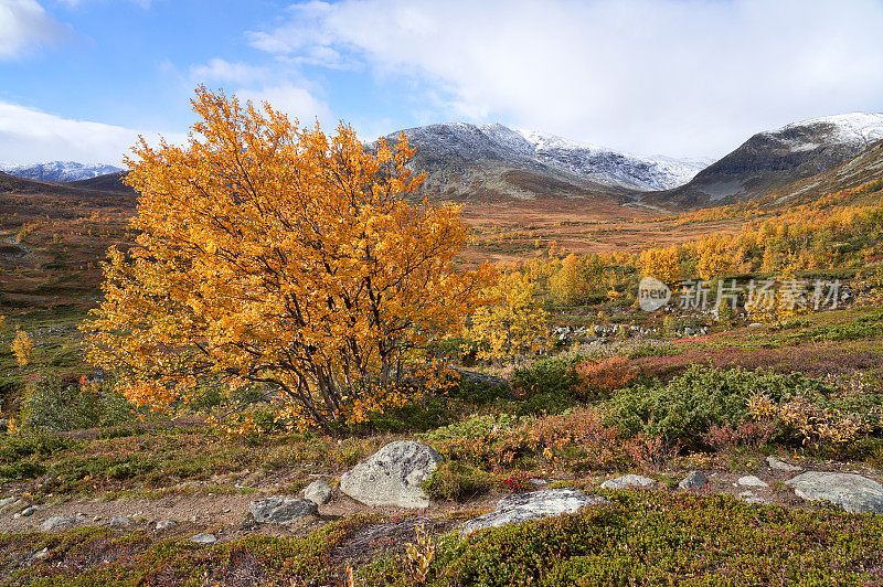 挪威，Hemsedal Buskerud，秋天的山地景观与柔和的桦树